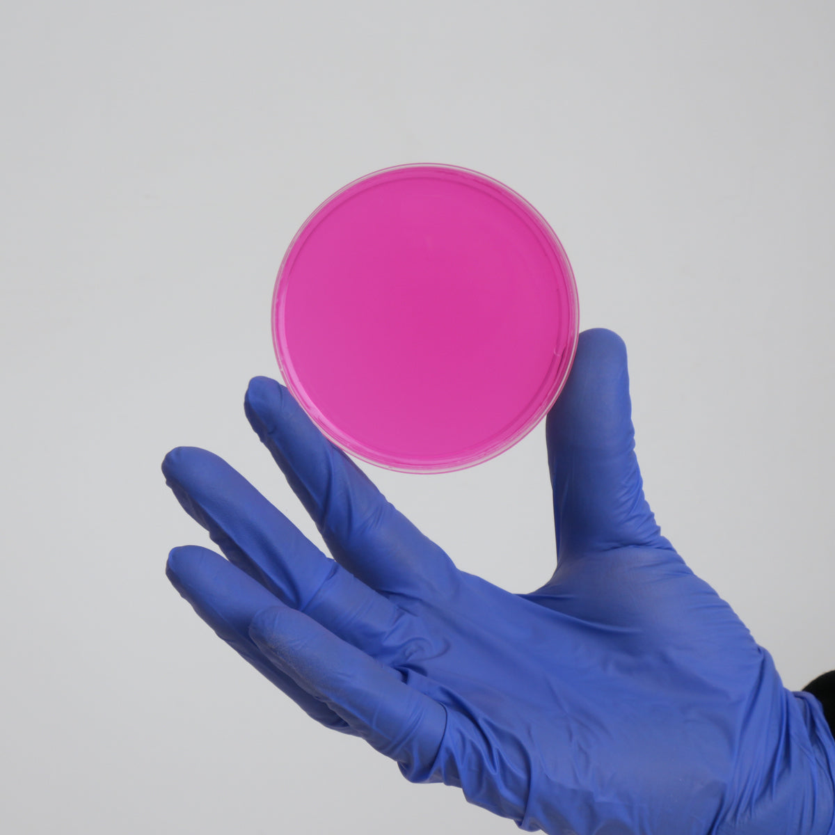 Pink agar plate
