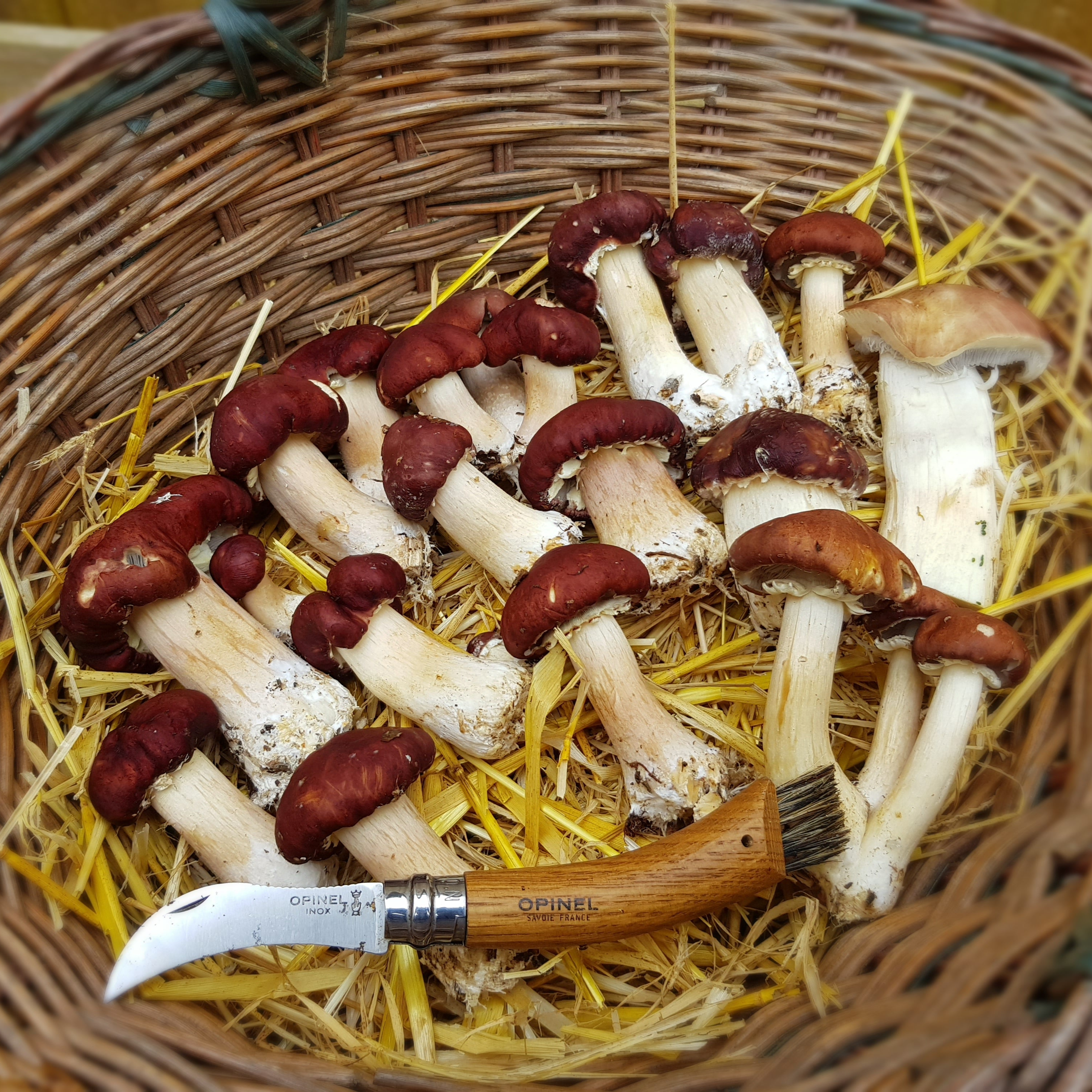 Wine Cap Colonised Grain Spawn (NON-NATIVE)