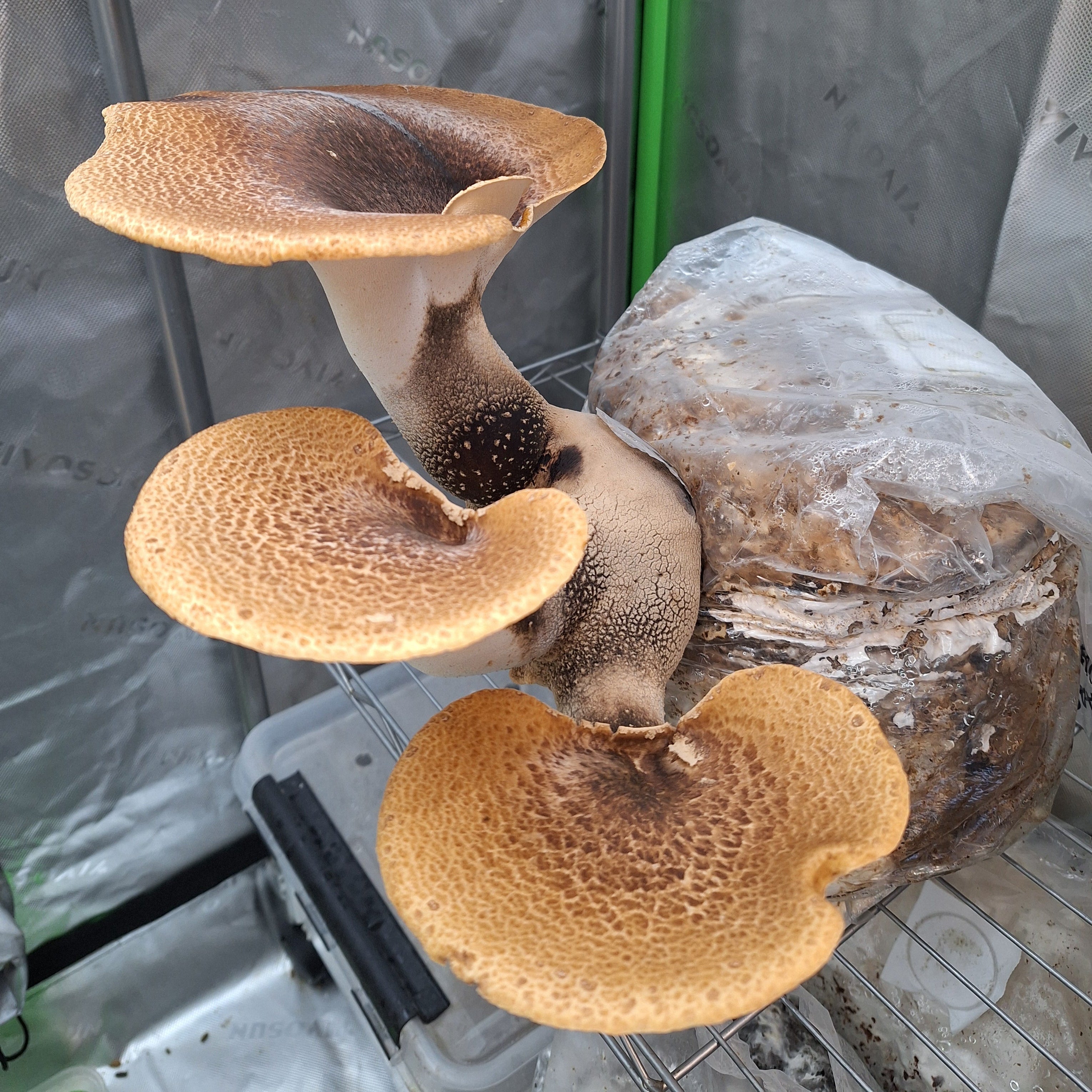Dryad’s Saddle Colonised Grain Spawn (NATIVE)
