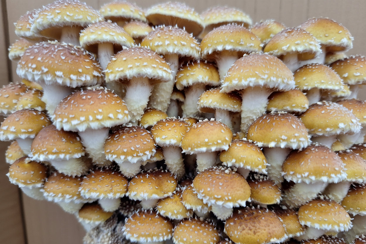 Speckled Chestnut Colonised Grain Spawn (NON-NATIVE)