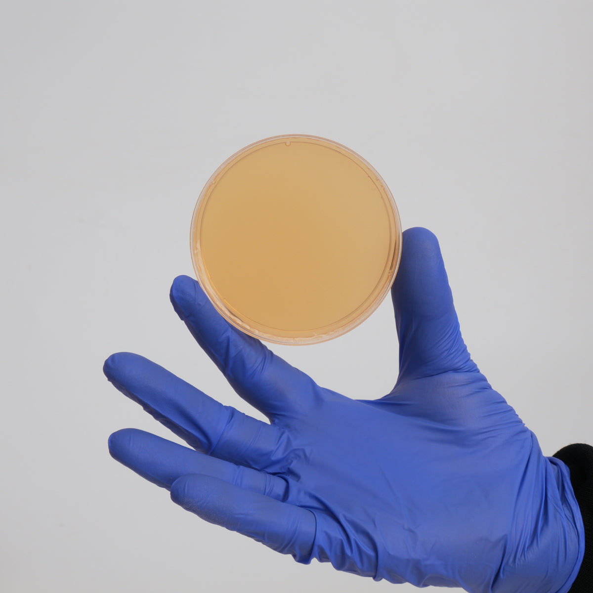 Organic Sorghum Agar Petri Dishes for Mushroom Mycelium Cultivation (10pk)