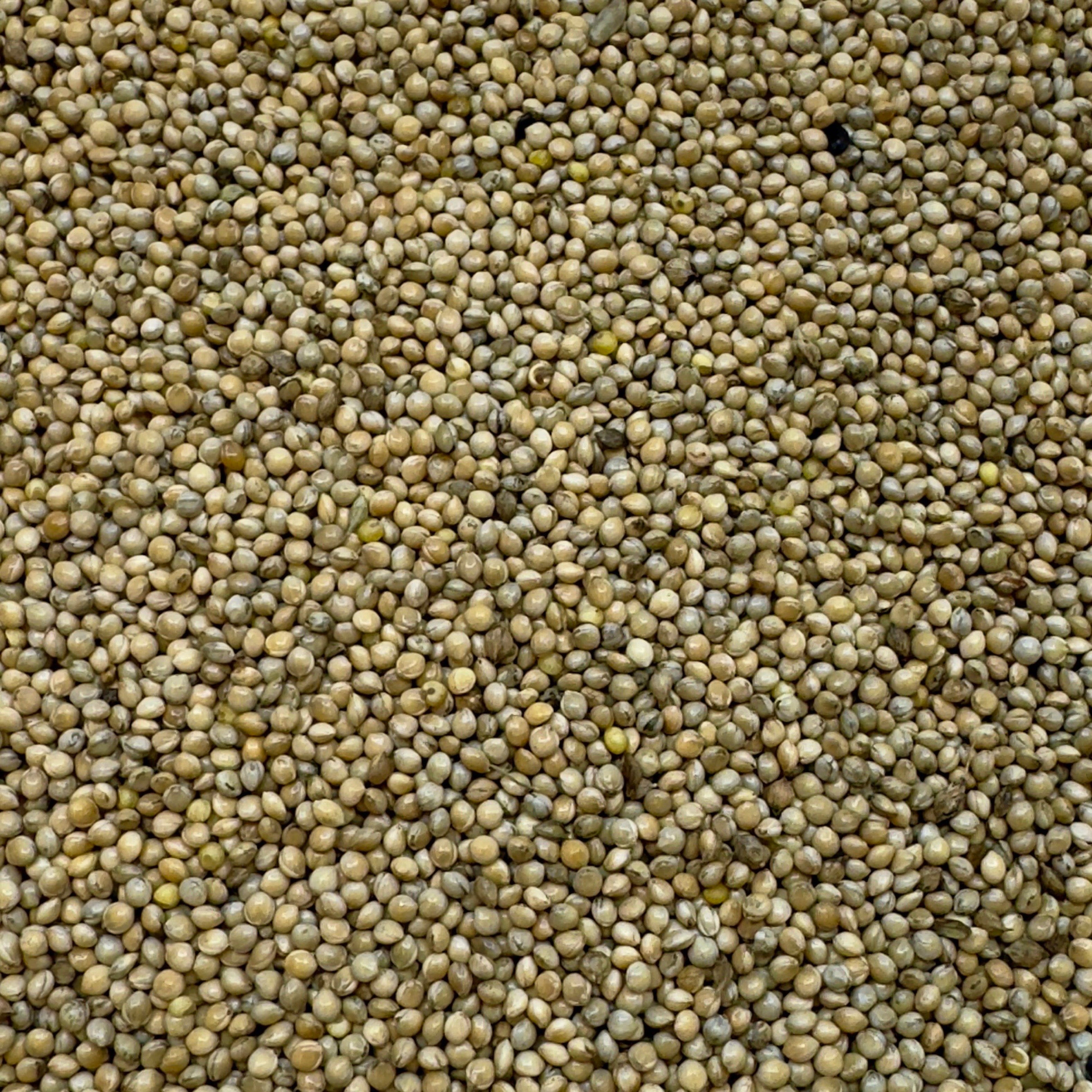 Whole White Millet for Mushroom Spawn