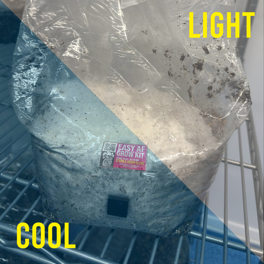 Conditions for fruiting