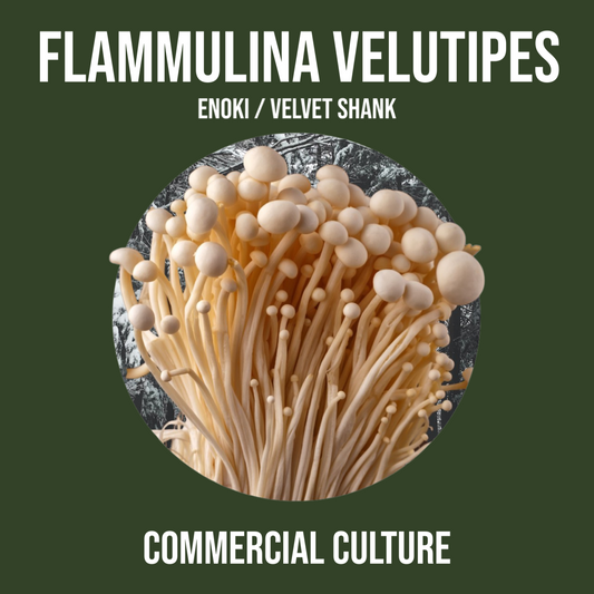 Flammulina velutipes (Enoki / Velvet Shank) Handelskultur (MP06) 